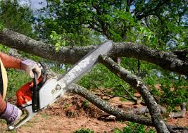 Best Arborist Consultation Services  in , OR