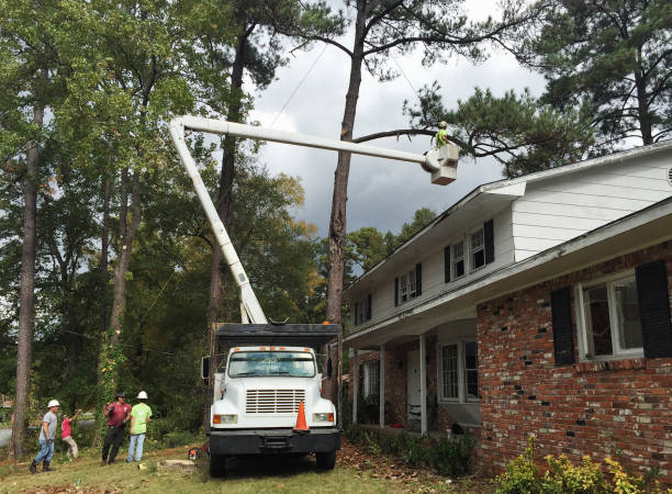 Best Emergency Tree Removal  in , OR