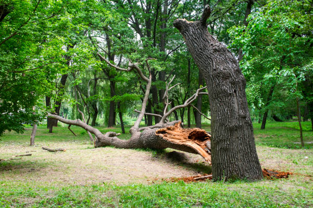 Best Tree Removal  in , OR