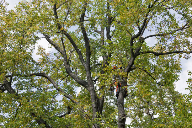  , OR Tree Care Pros